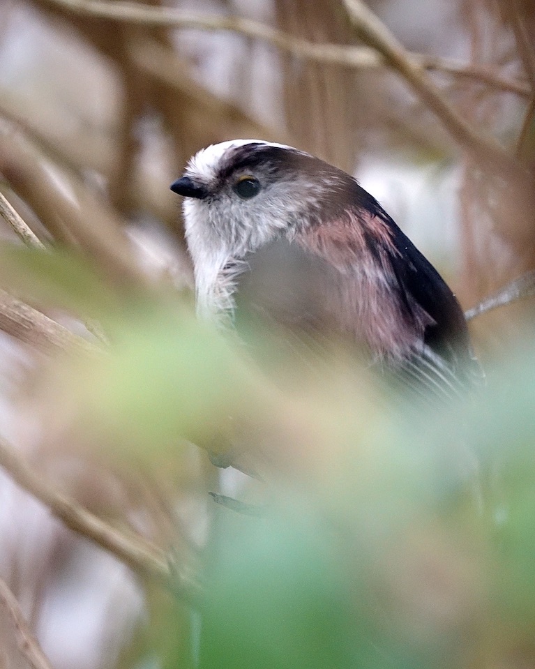 long-tailed tit